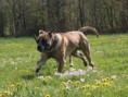 /album/brutus/brutus-8-jpg/